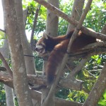 Red Panda