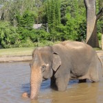 Asian Elephant