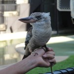 Blue-winged Kookaburra