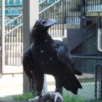 Wedge-tailed Eagle