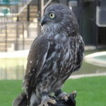 Barking Owl