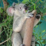 Koala joey