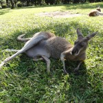 Red Kangaroo with a joey in her pouch