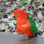Australian King Parrot