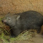 Common Wombat