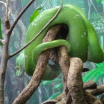 Green Snake
