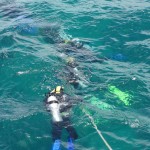 Divers descending