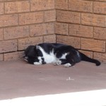 Definitely too hot for cats!