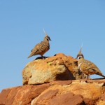 Birds on Kings Canyon