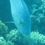 Sea Bass