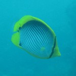 Tail-spot Butterflyfish
