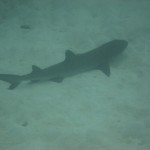 Whitetip Reef Shark