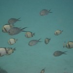 More fish