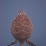 Green Sea Turtle swimming