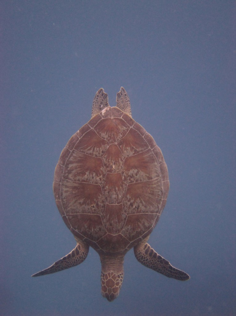 Green Sea Turtle swimming