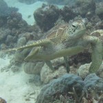 Green Sea turtle