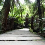 Maits Rest walkway