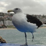 Seagull at the Sea Gypsy Cafe