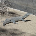 Nile monitor
