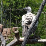 Vulture
