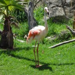 Flamingo