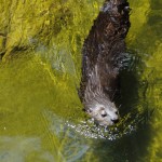 Otter