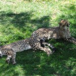 Cheetahs