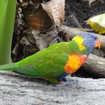 Rainbow lorikeet