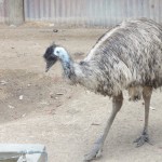 Emu