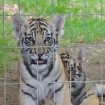 Tiger cubs