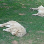 Sleeping lions