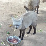 Bat-eared fox