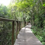Boardwalks along the Half Collared Kingfisher trail