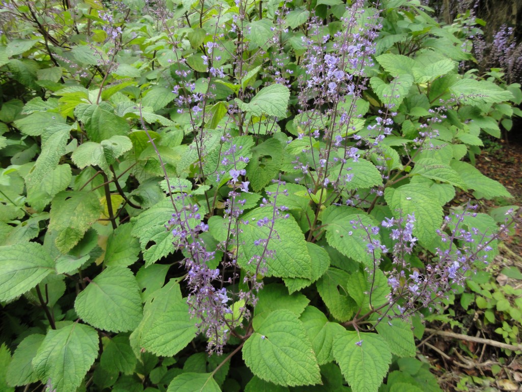 Vegetation in the Wilderness National Park