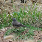 A bird in Knysna