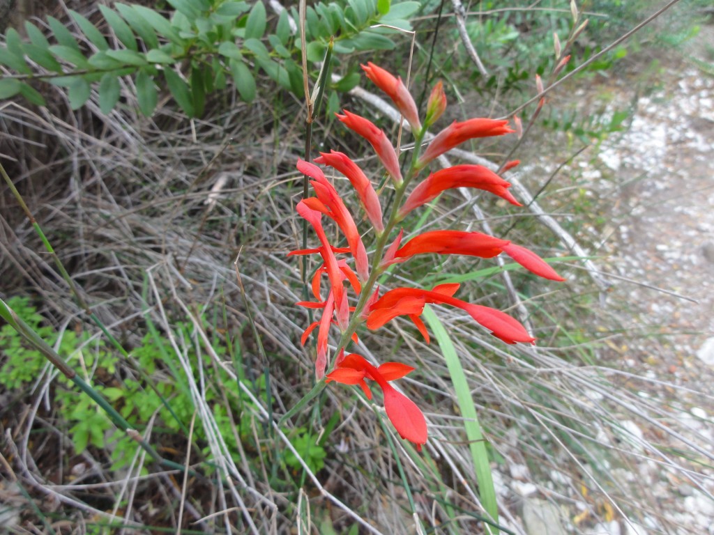 A flower near Storms River