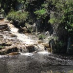The river running alongside The Fernery