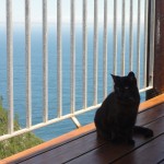 One of the cats at The Fernery