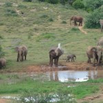 An elephant washing himself