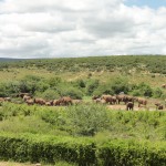 Herd of elephants