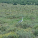 Blue Crane