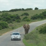 An elephant towering over a car