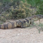 Rock Monitor Lizard