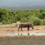 Warthog