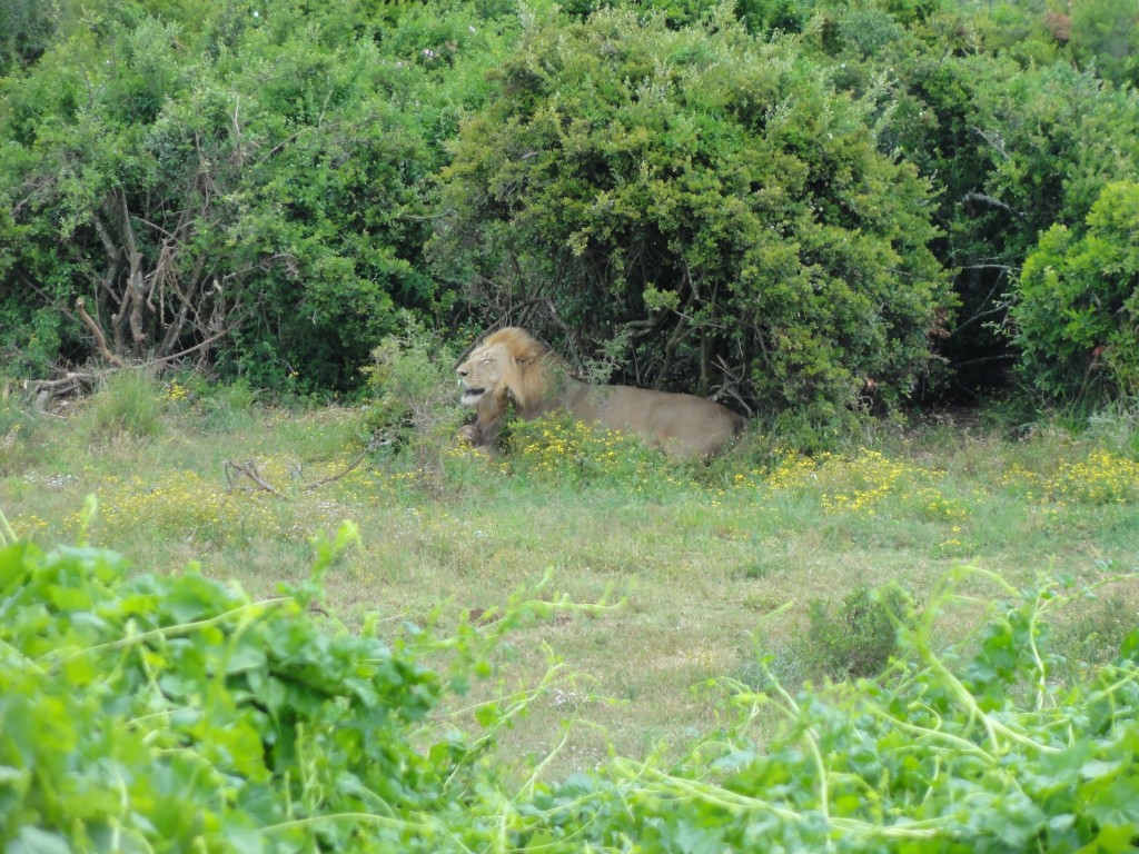 Lion dozing