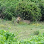 Lion dozing