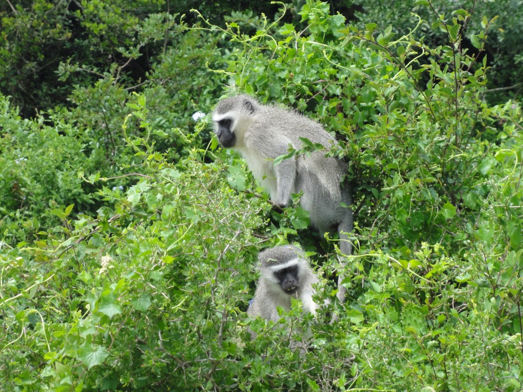 Vervet Monkees