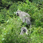 Vervet Monkees