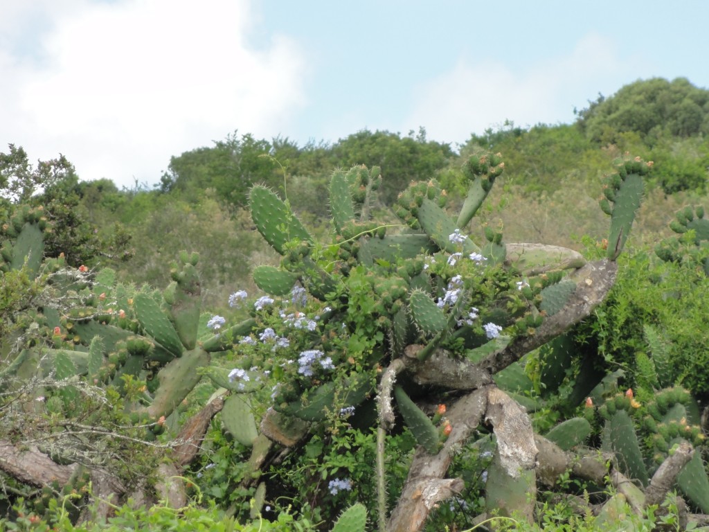 Vegetation in Addo