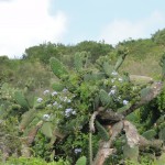 Vegetation in Addo